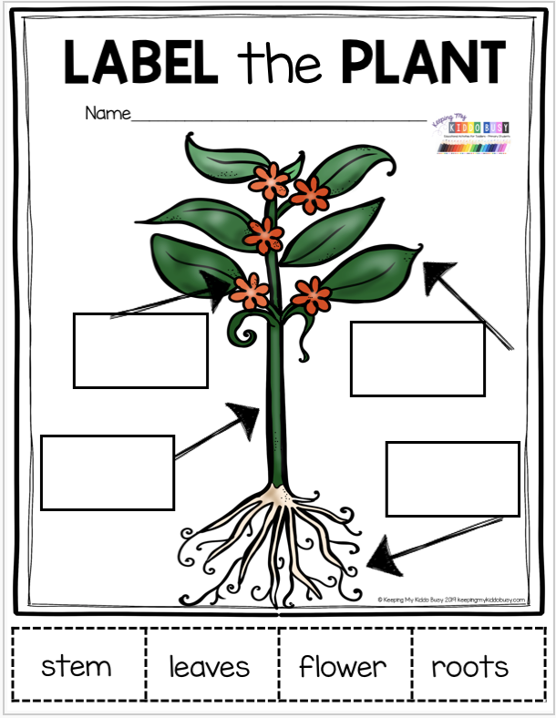 PLANTS - lifecycle of plants - labeling parts of a plant - how plants grow in spring -   10 planting Kindergarten anchor chart ideas
