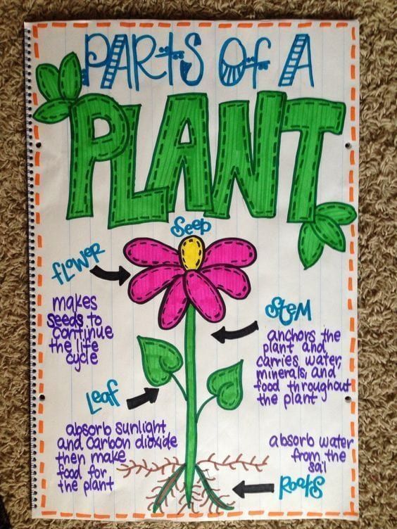 10 planting Kindergarten anchor chart ideas