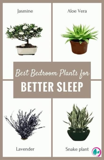 Trendy bedroom plants oxygen 17 ideas -   11 plants In Bedroom life ideas