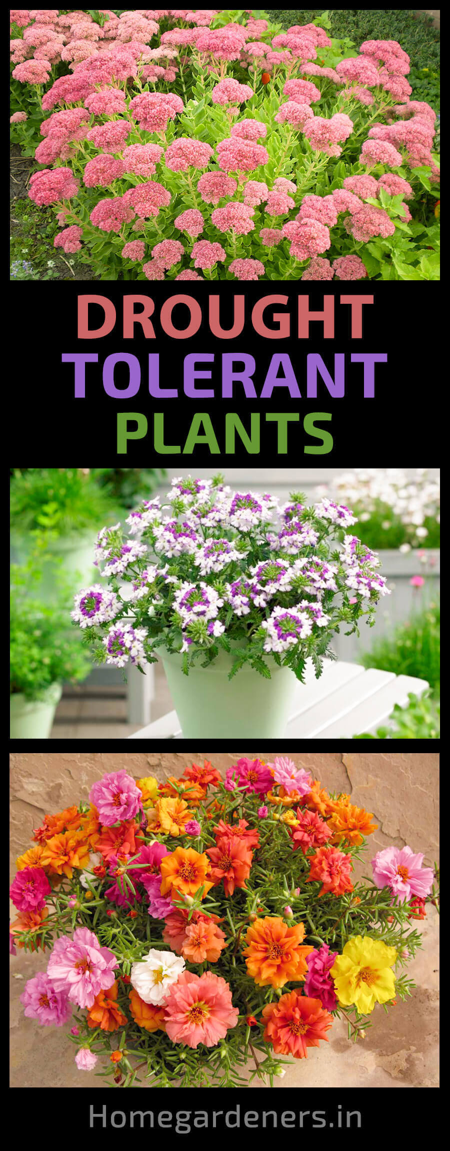 The 10 Best Drought Tolerant Plants that Grow in Lack of Water -   12 plants Home drought tolerant ideas