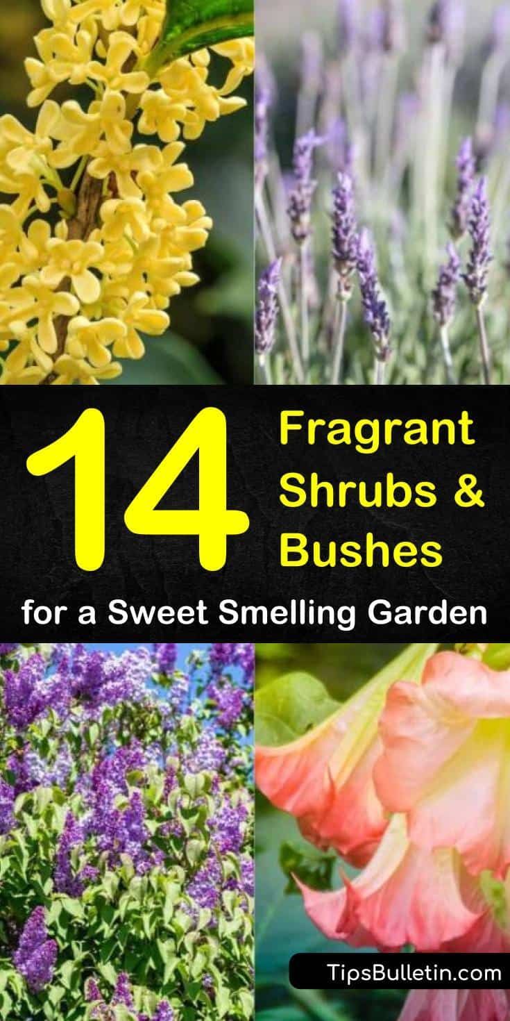 14 Fragrant Shrubs and Bushes for a Sweet Smelling Garden -   12 plants Home drought tolerant ideas
