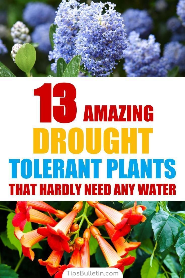 13 Amazing Drought Tolerant Plants that Hardly Need Any Water -   12 plants Home drought tolerant ideas