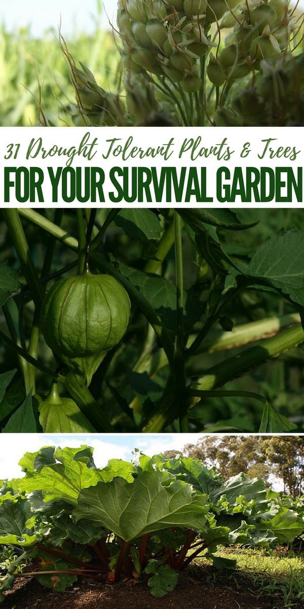 31 Drought Tolerant Plants & Trees for Your Survival Garden -   12 plants Home drought tolerant ideas