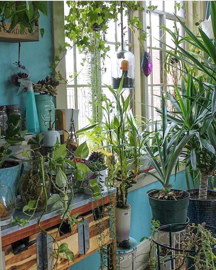 13 jungle planting Room ideas