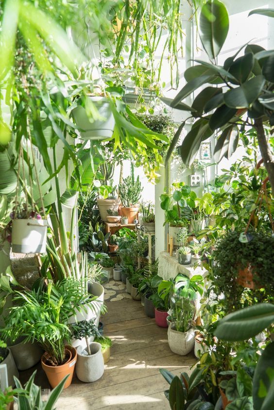 13 jungle planting Room ideas