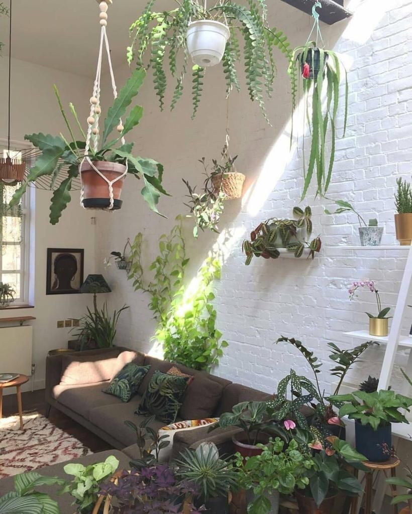 13 jungle planting Room ideas