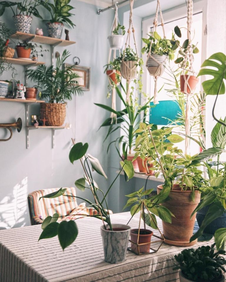 13 jungle planting Room ideas