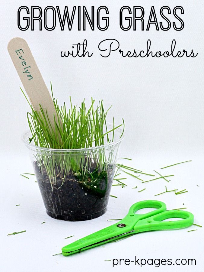 Preschool Science Growing Grass in a Cup - Pre-K Pages -   14 planting Kindergarten website ideas