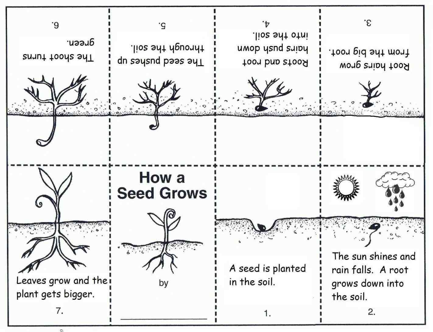 Plants Worksheets For 2nd Grade -   14 planting Kindergarten website ideas