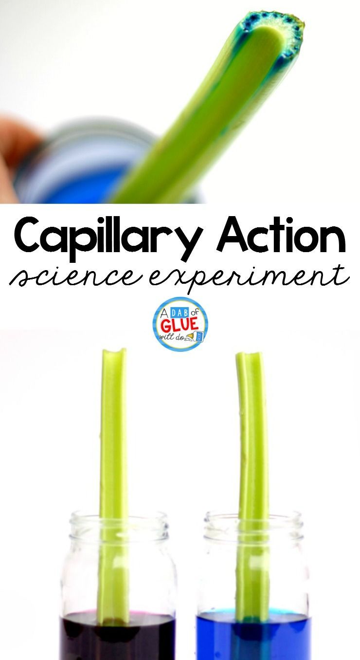 Celery Science Experiment -   14 planting Kindergarten website ideas