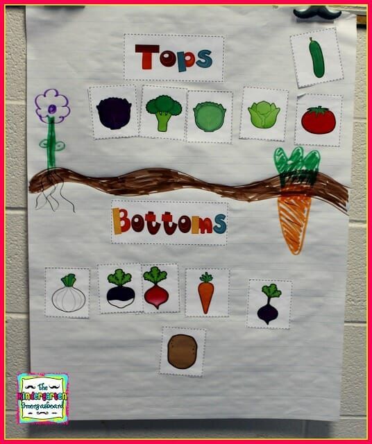 Plants Research Project | The Kindergarten Smorgasboard -   14 planting Kindergarten website ideas
