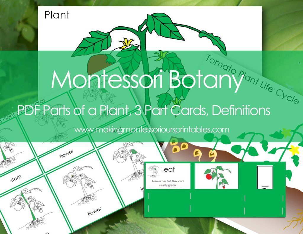 Montessori Botany Parts of a Plant Charts, 3 Part Cards, Labels, Life Cycle Charts, Definition Cards, Tomato Life Cycle Charts & Labels -   14 planting Kindergarten website ideas