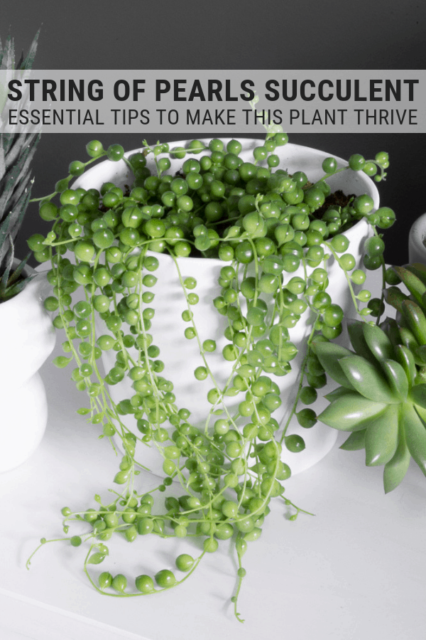 How to Care for String of Pearls: Tips for Caring for String of Pearls -   16 planting succulents string of pearls ideas