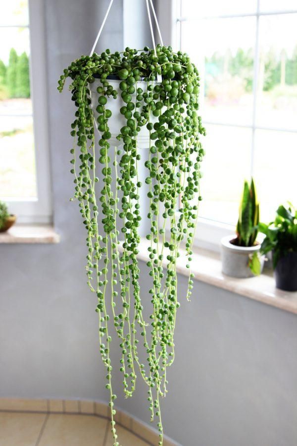 Decorative String of Pearls Plant - Little Piece Of Me -   16 planting succulents string of pearls ideas