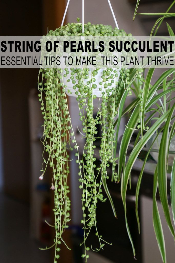 Essential Tips to Care for and Propagate your String of Pearls Plant -   16 planting succulents string of pearls ideas