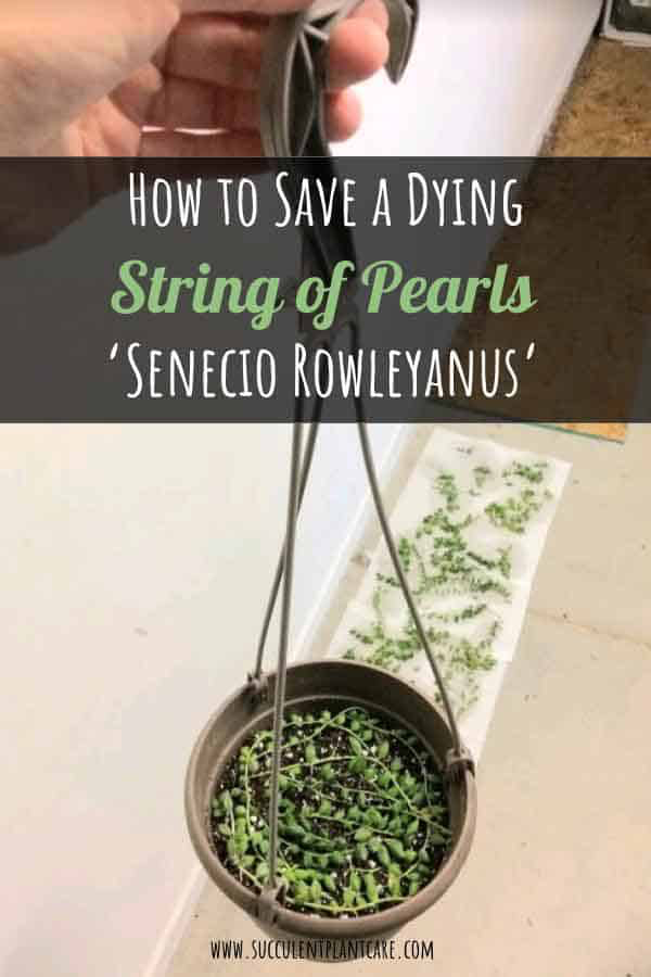 Common Problems with Growing Senecio Rowleyanus and How to Save a Dying String of Pearls Plant -   16 planting succulents string of pearls ideas