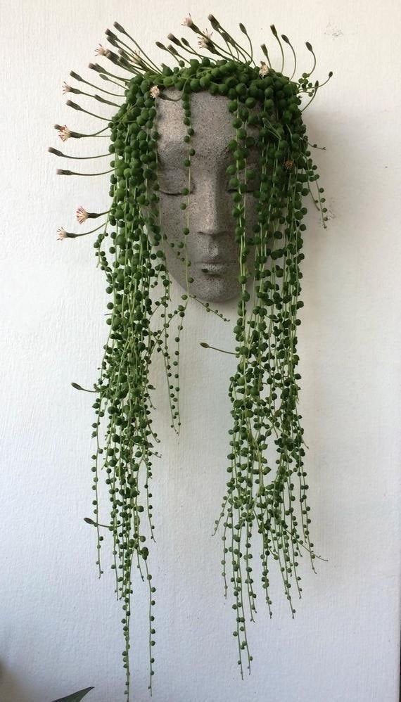 Curio Rowleyanus, String of Pearls, String of Beads, String of Peas, Kleinia Rowleyana live plant -   16 planting succulents string of pearls ideas