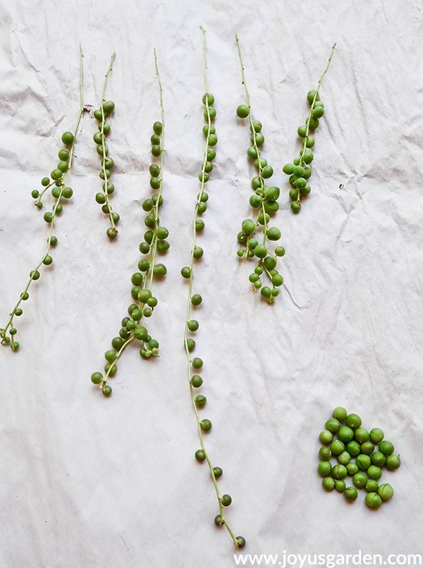 Propagating A String Of Pearls Plant Made Simple -   16 planting succulents string of pearls ideas