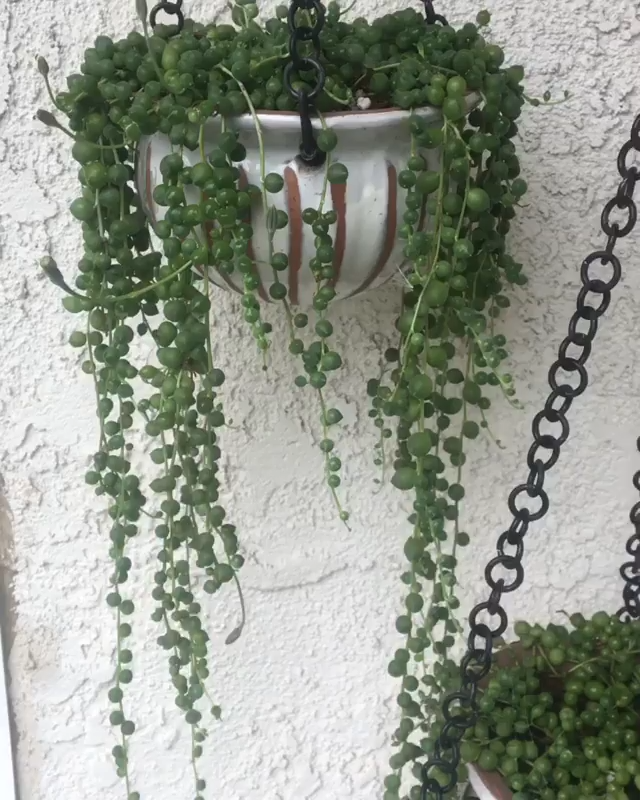 16 planting succulents string of pearls ideas