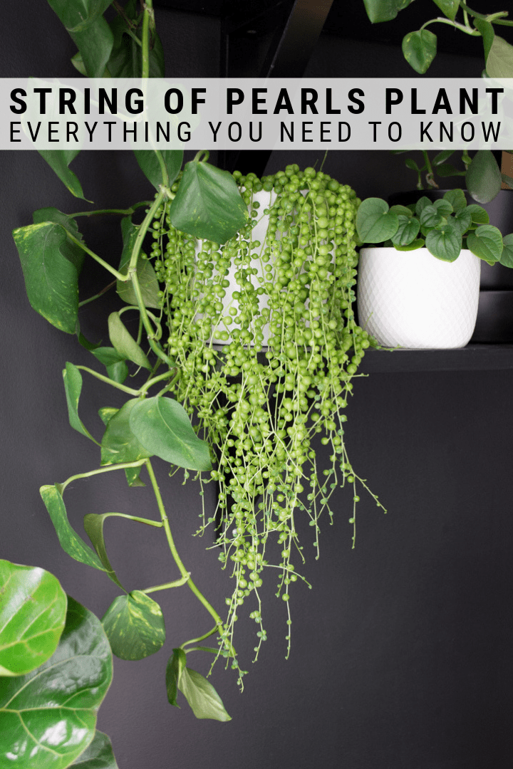 How to Care for String of Pearls: Tips for Caring for String of Pearls -   16 planting succulents string of pearls ideas