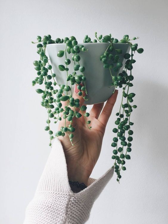 How to care for String of Pearls: 8 tips -   16 planting succulents string of pearls ideas