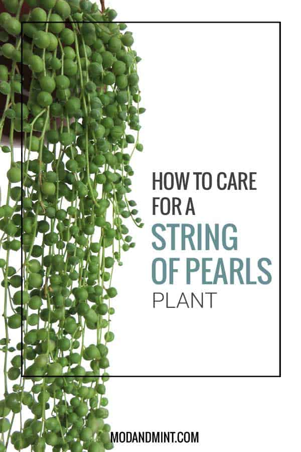 How to Care for and Propagate your String of Pearls Plant - Senecio rowleyanus -   16 planting succulents string of pearls ideas