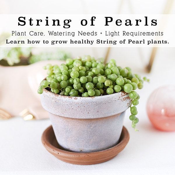 String of Pearl Plant Care Tips -   16 planting succulents string of pearls ideas
