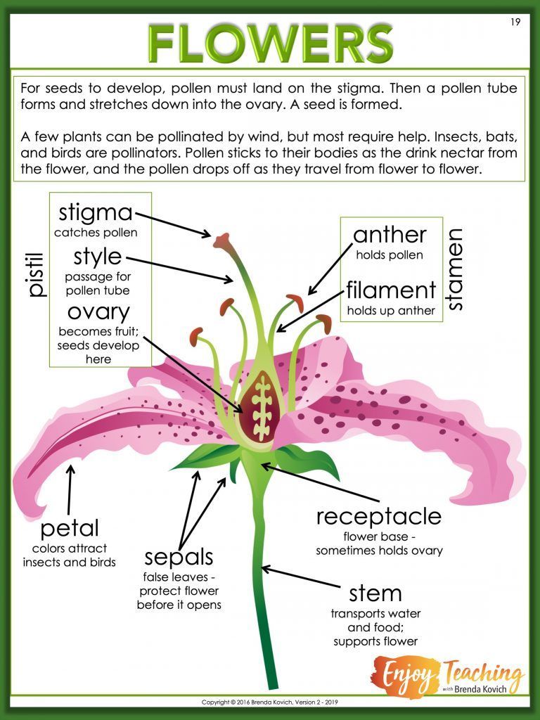 16 plants Teaching kids ideas