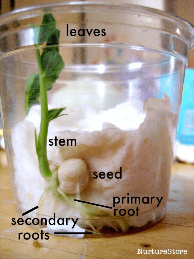 seed growing experiment -   16 plants Teaching kids ideas