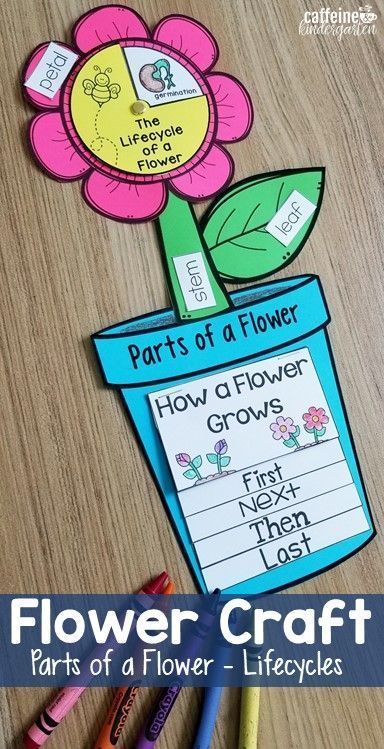 Flower 3-in-1 Craft: Parts of a Flower, Flower Life Cycle -   16 plants Teaching kids ideas