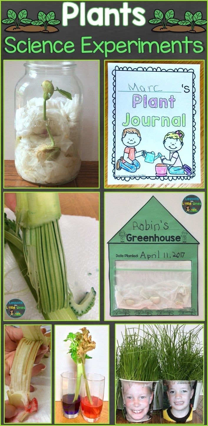 Plants Science Experiments & Teaching How Plants Grow - Lessons for Little Ones by Tina O'Block -   16 plants Teaching kids ideas