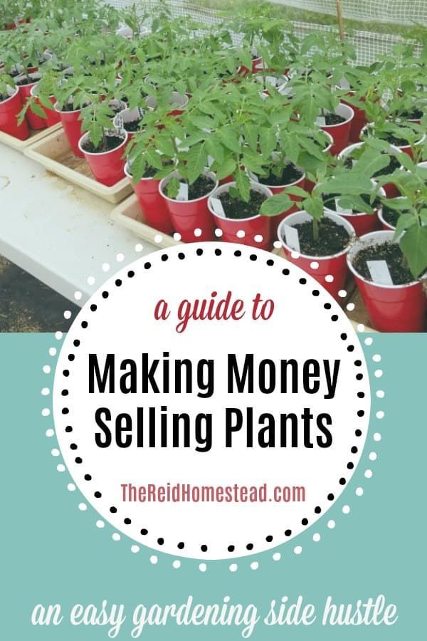 How to Make Money Growing Plants at Home (an easy side hustle!) - The Reid Homestead -   18 planting DIY how to make ideas