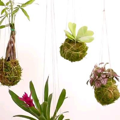 DIY Kokedama Ball Ideas (A Guide How to Make & Plant Care) -   18 planting DIY how to make ideas