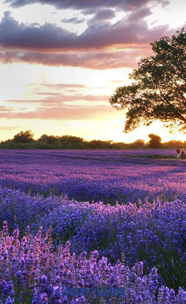 7 lavender fields to visit this summer in the UK -   7 planting Photography fields ideas
