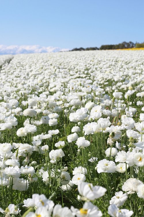 Instagram Guide to the Carlsbad Flower Fields -   7 planting Photography fields ideas