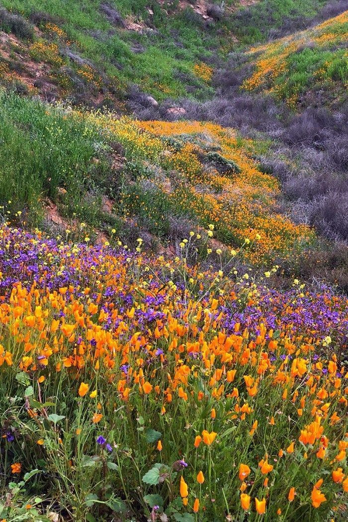 Lake Elsinore Walker Canyon Poppy Fields + How To Get The Best Photos -   7 planting Photography fields ideas