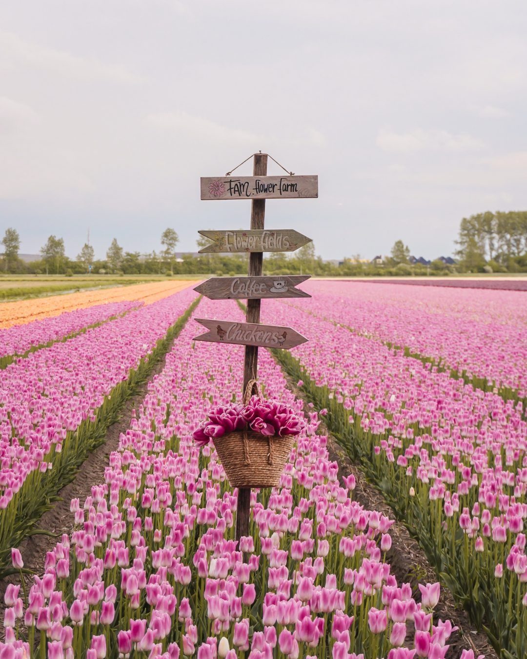 Where To Find Tulip Fields Near Amsterdam -   7 planting Photography fields ideas