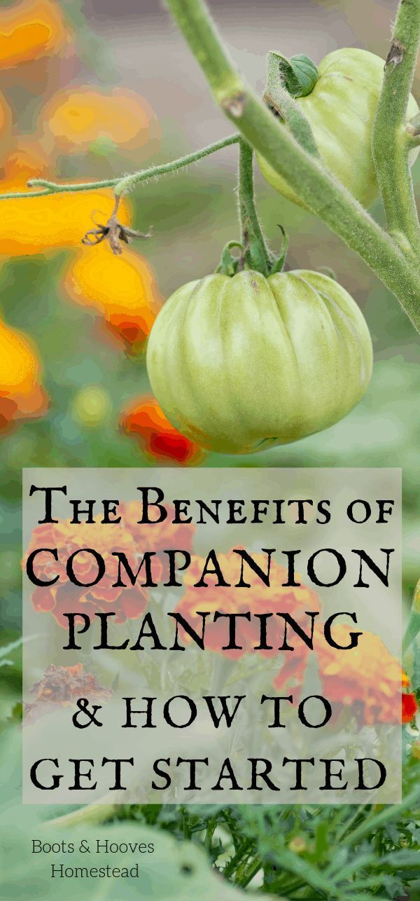 Benefits of Companion Planting -   13 planting healthy ideas