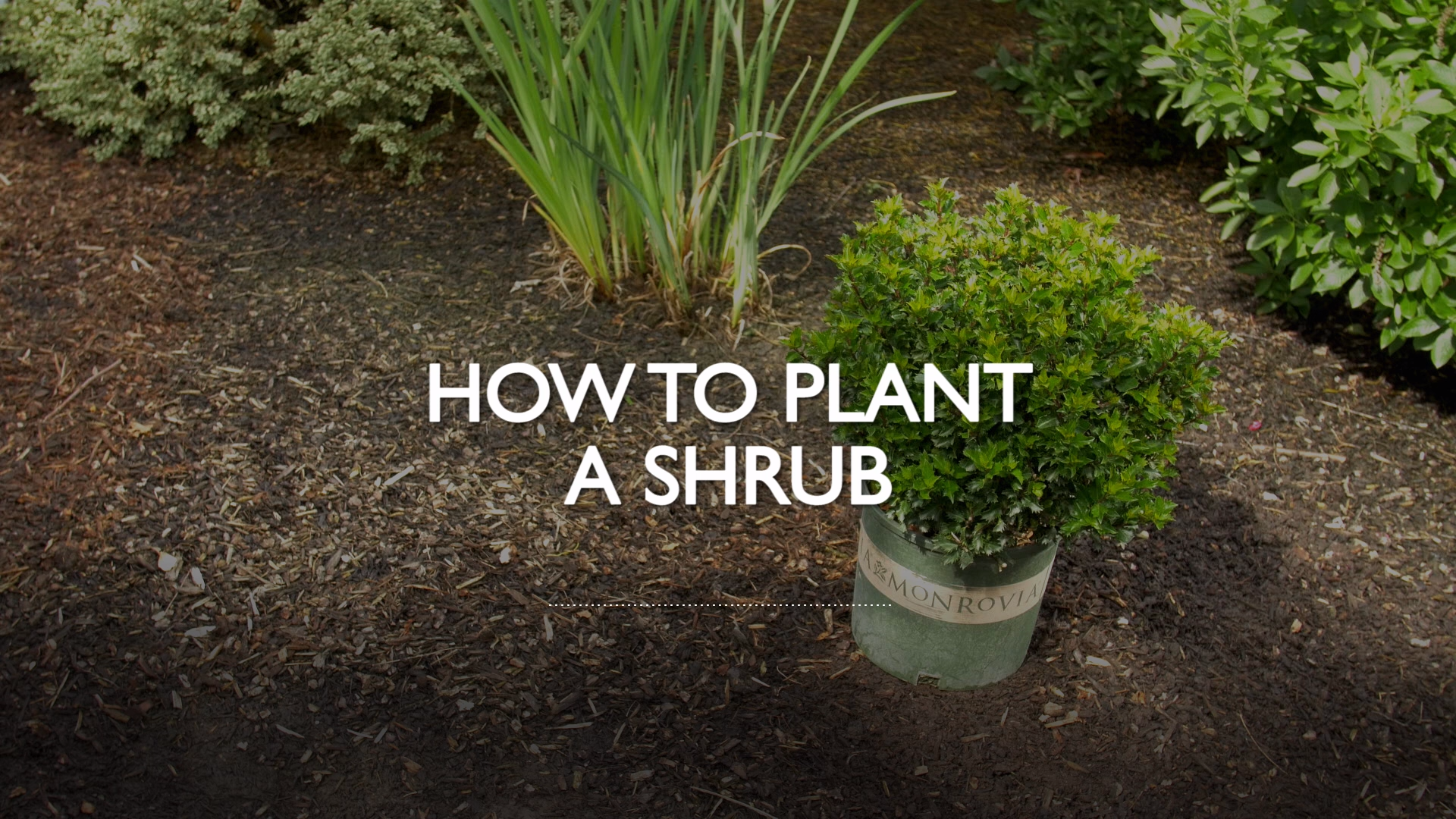 How to Plant a Shrub -   13 planting healthy ideas