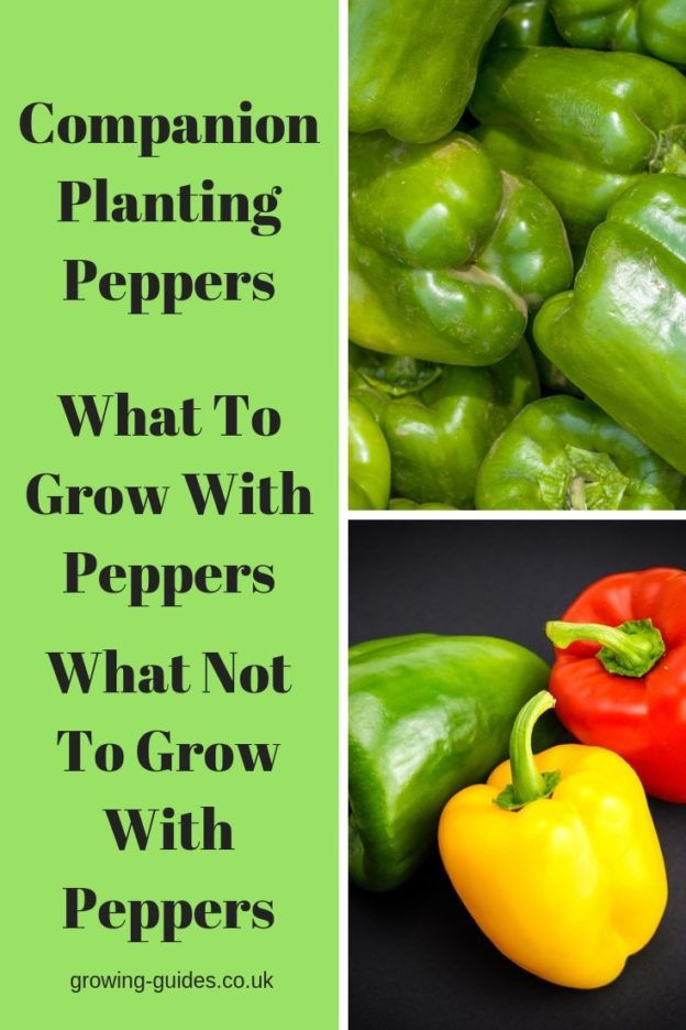 Companion Planting Peppers | Growing Guides -   13 planting healthy ideas