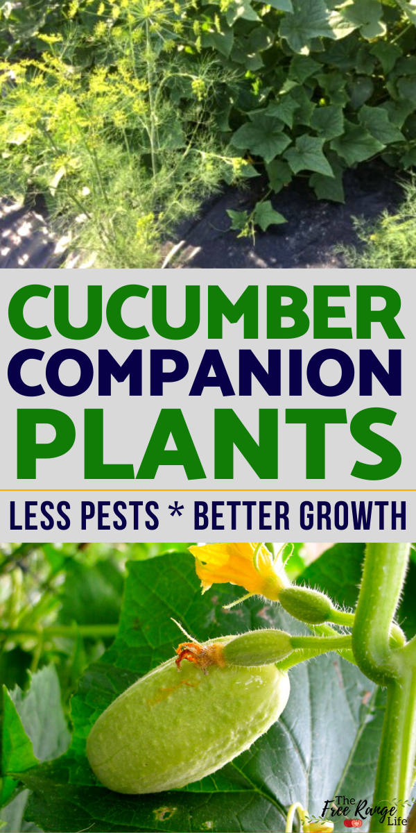 The Best Companion Plants for Cucumbers in the Vegetable Garden -   13 planting healthy ideas
