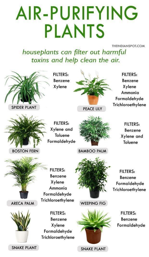 Air-purifying plants -   13 planting healthy ideas