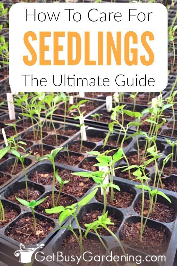 How To Care For Seedlings: The Ultimate Guide -   13 planting healthy ideas