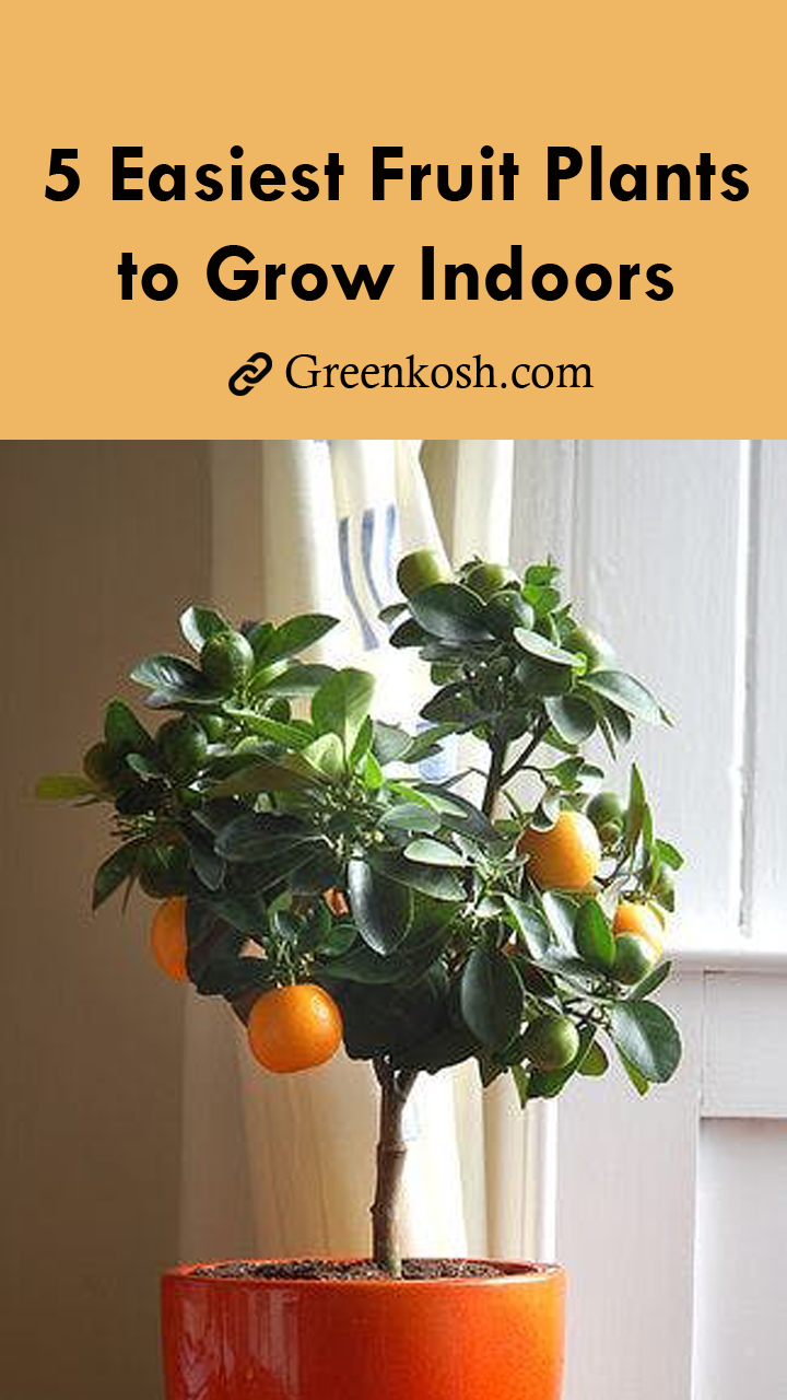 Indoor Fruit Plants -   17 planting Interior indoor ideas