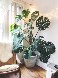 15 Indoor Plants That Don't Need Sunlight -   17 planting Interior indoor ideas