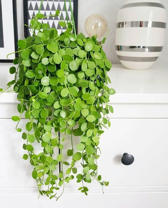 The Best Indoor Hanging Plants -   17 planting Interior indoor ideas
