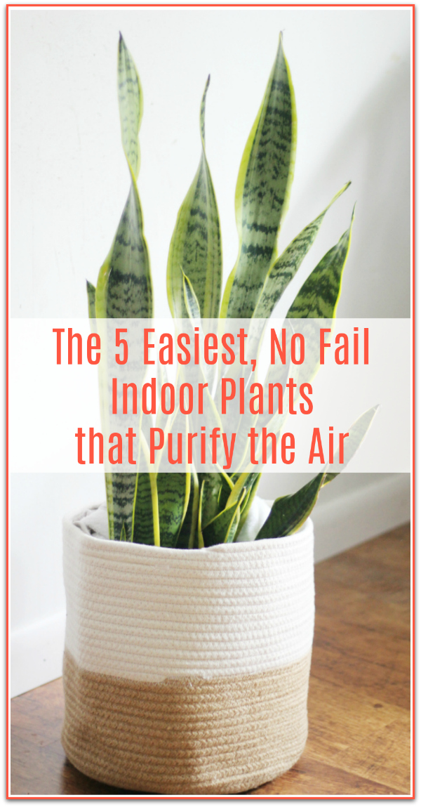 Easiest Indoor Plants that Purify the Air -   17 planting Interior indoor ideas