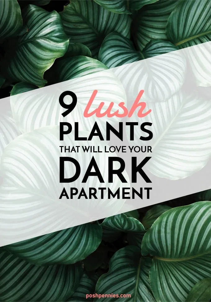 9 Low Light Indoor Plants I Haven't Killed Yet. | Posh Pennies -   17 planting Interior indoor ideas