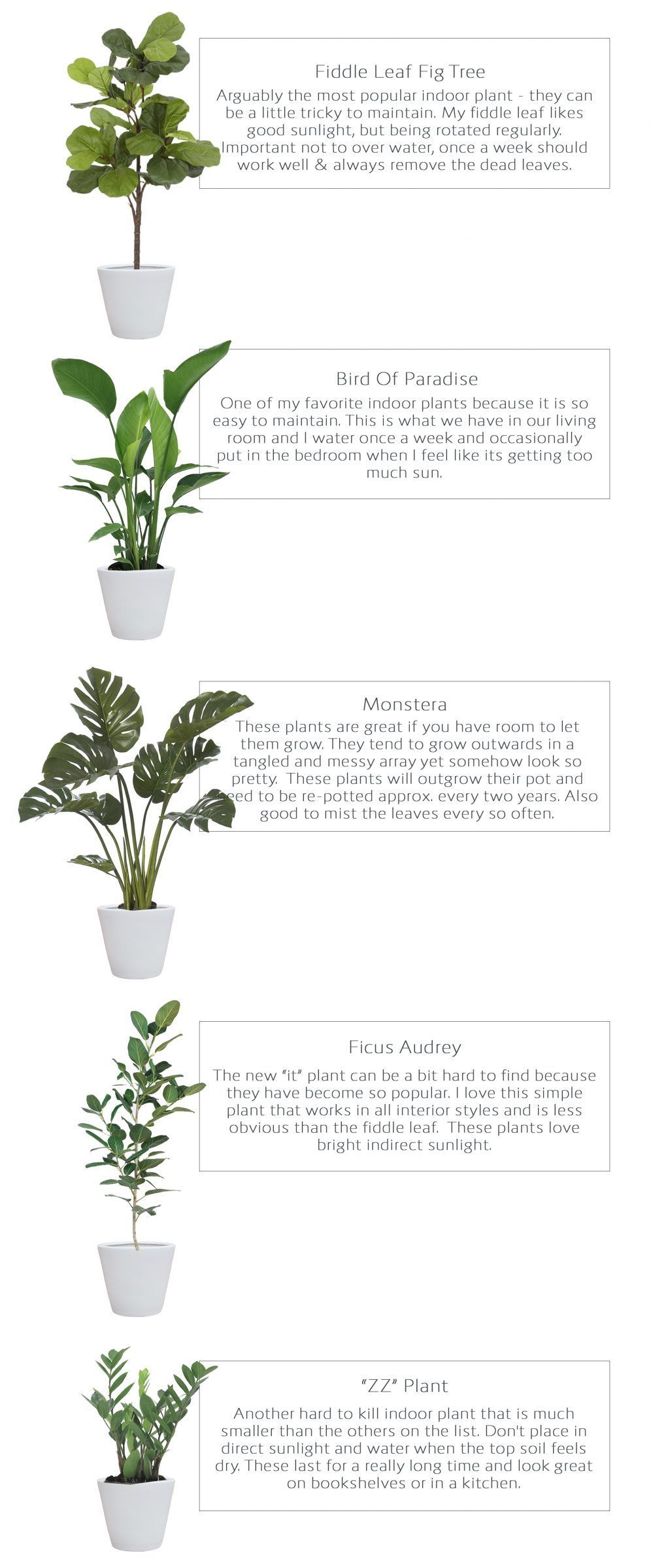 Favorite Indoor Plants - Harlowe James -   17 planting Interior indoor ideas