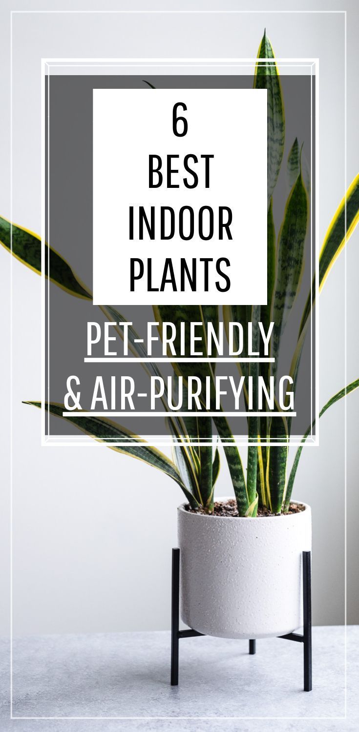 Best Indoor Plants to Purify the Air and Keep Pets Safe | DoYouEvenPaleo.net -   17 planting Interior indoor ideas